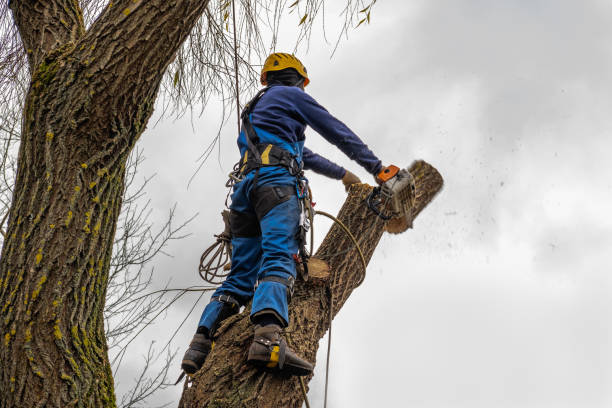 Best Tree and Shrub Care  in Rocky Top, TN